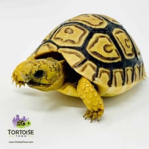 tortoises for sale