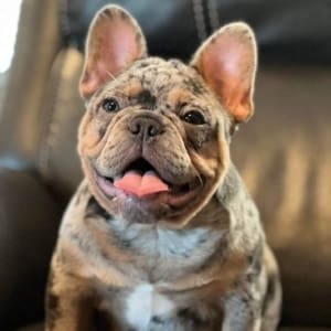 fluffy french bulldogs for sale
