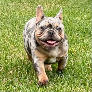 Merle french bulldog puppy for sale