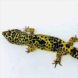 baby leopard gecko