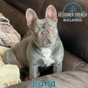 Frenchie Color prices