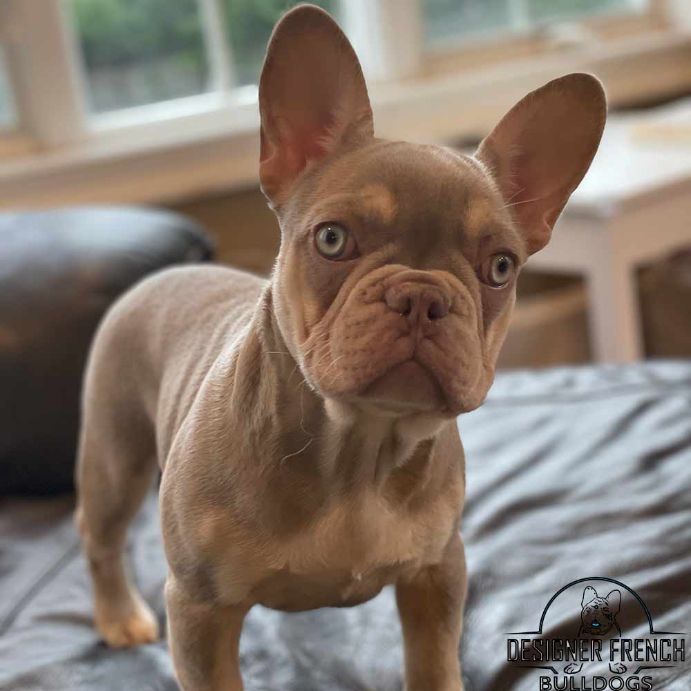 Isabella Frenchie Puppy for sale