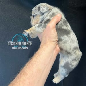 blue and tan merle frenchie
