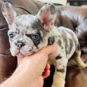 blue and tan Merle french bulldog puppy