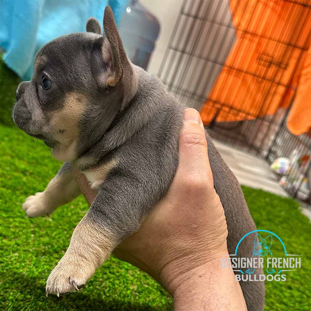 blue and tan french bulldogs for sale