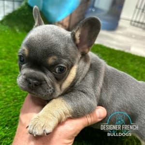 frenchie puppy prices