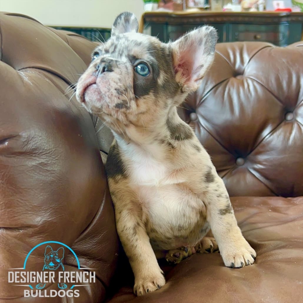 merle French bulldog puppies for sale