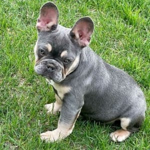 french bulldog prices by color