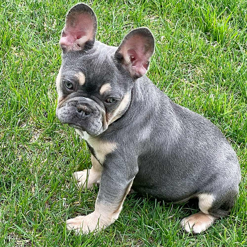 lilac Frenchies for sale