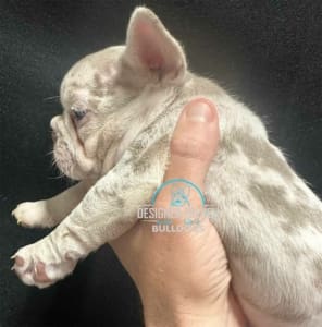 Merle Frenchie puppy
