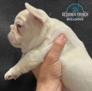 Frenchie puppies near me