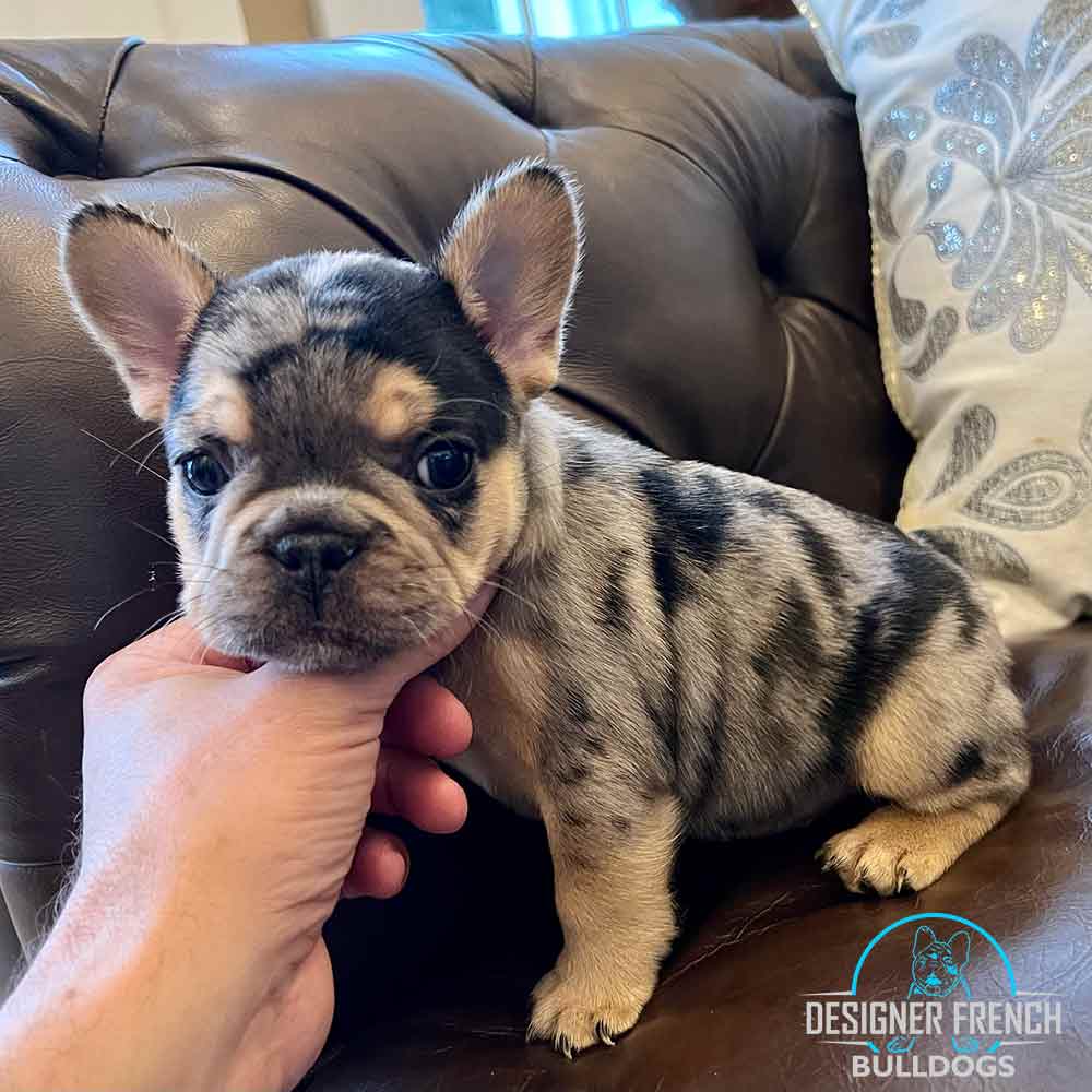 black and tan merle Frenchie puppy