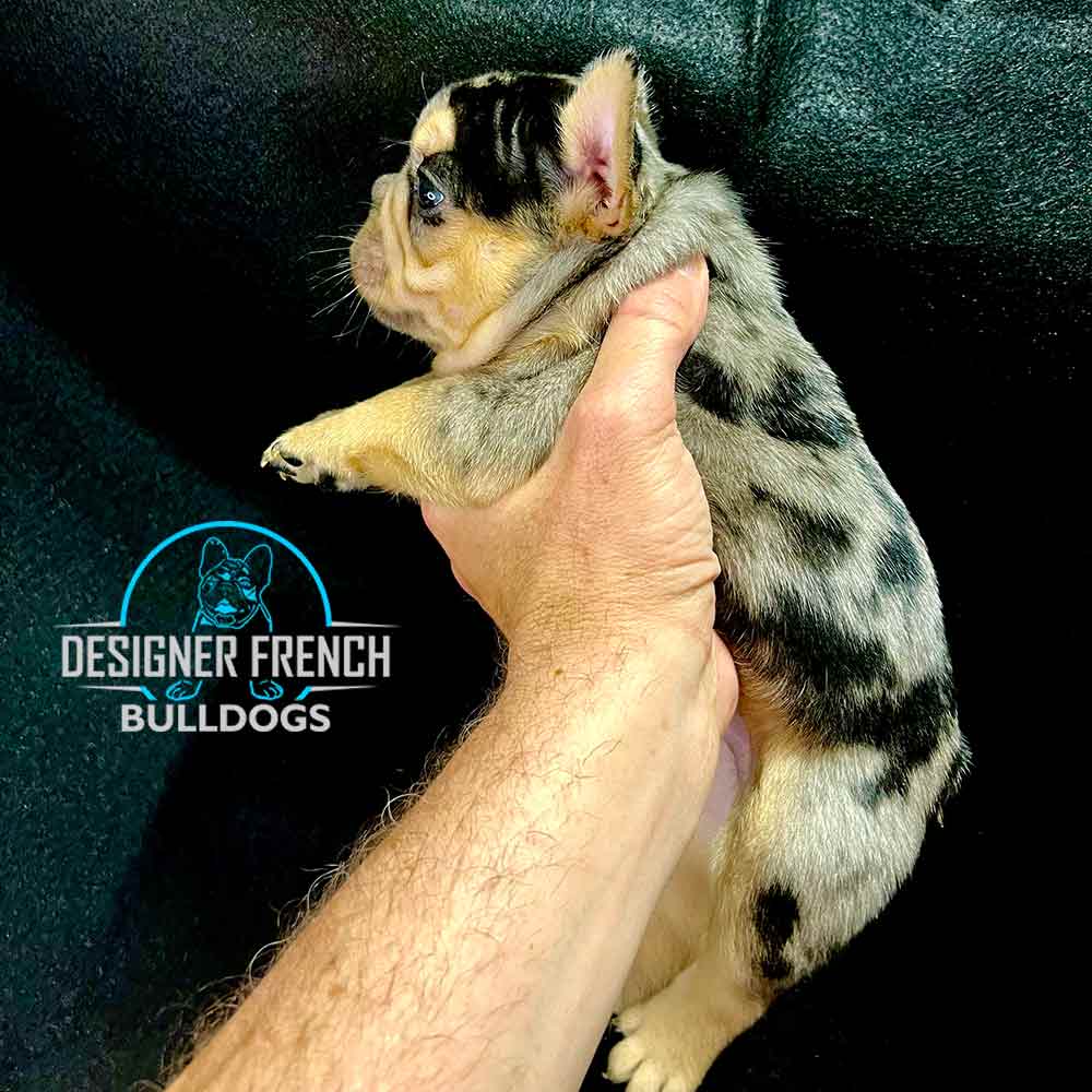 Black and Tan Merle Frenchie Puppy