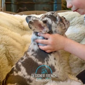 Frenchie puppies New Jersey