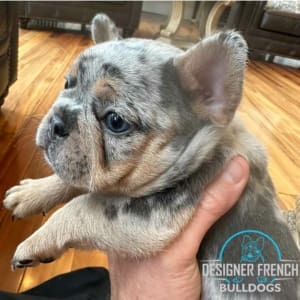 Frenchie Puppies New Jersey