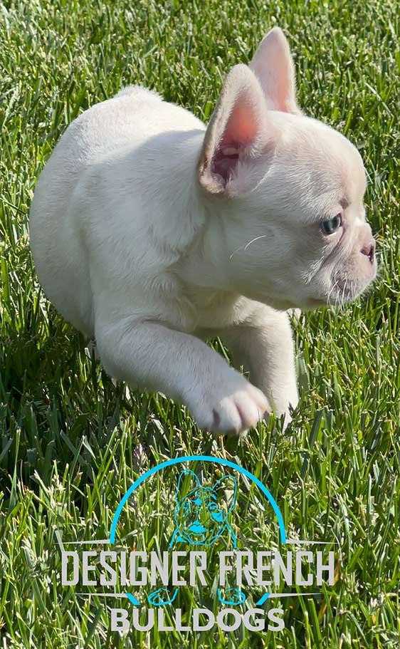 Platinum French Bulldog puppy