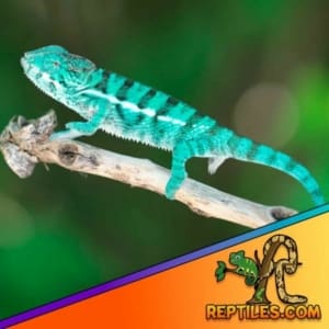 panther chameleon for sale