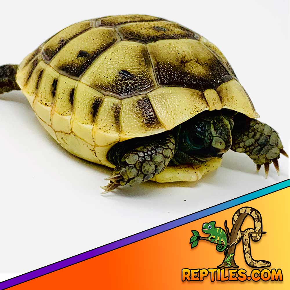 pet tortoise for sale