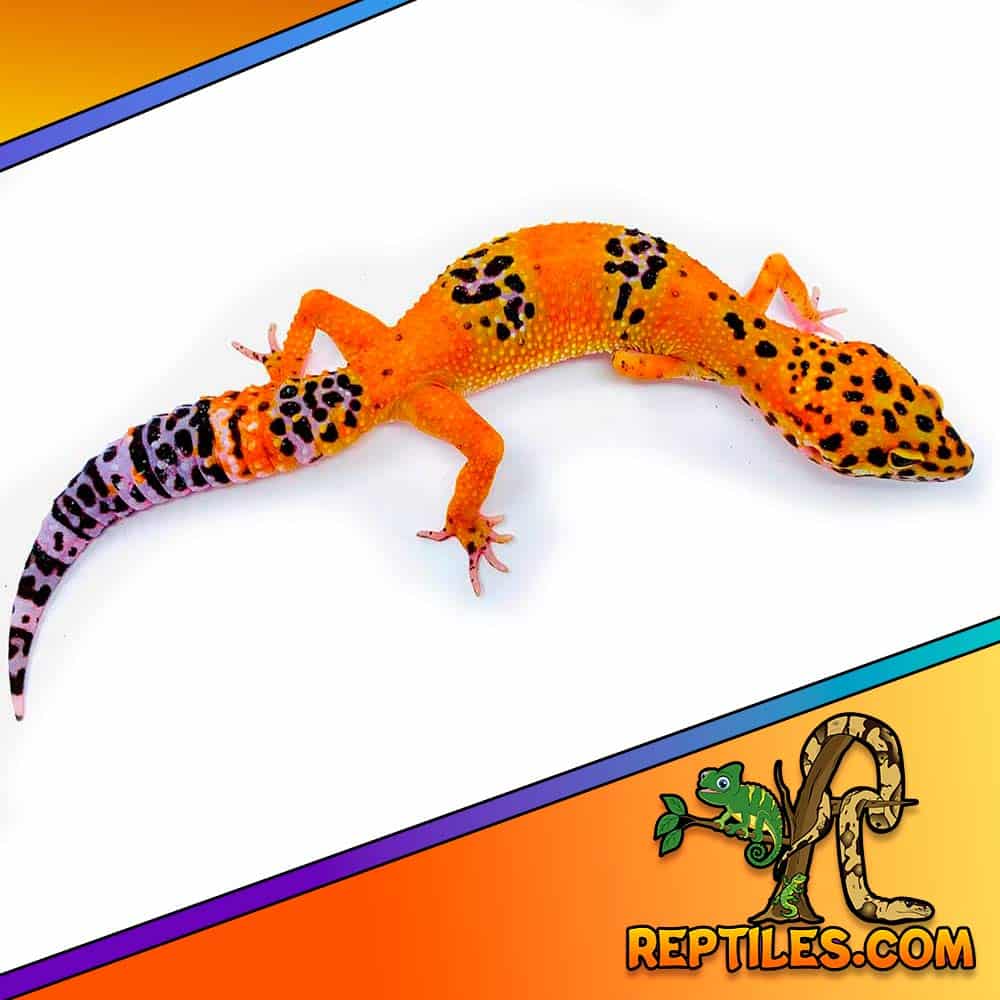 leopard gecko for sale