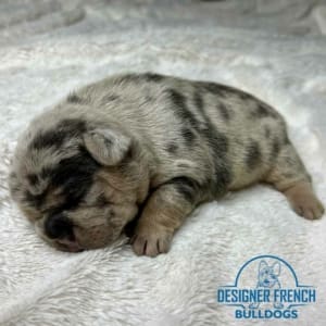 Frenchie Puppies New Jersey