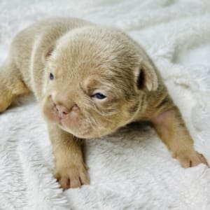 Isabella French Bulldog puppy