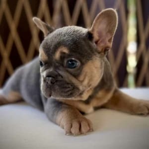 blue and tan Frenchie