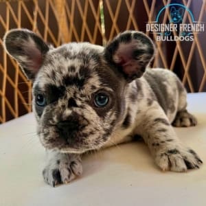 Frenchies for sale