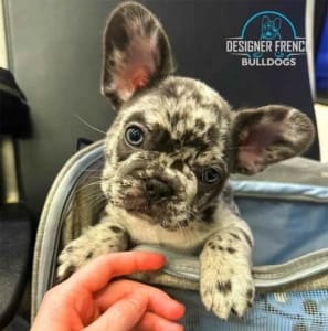 Frenchie Puppies for sale Tampa