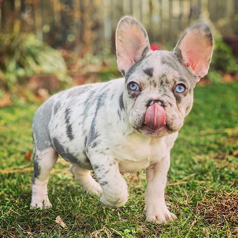 Lilac Merle Frenchie