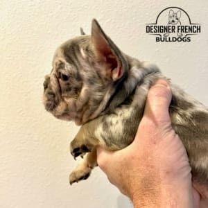 French Bulldogs for sale in PA