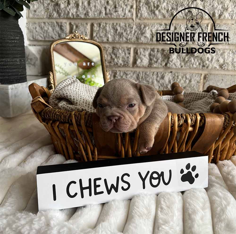 Frenchie breeders