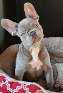 Lilac French Bulldog puppy for sale