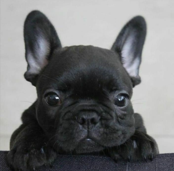Black French Bulldog puppies for sale Black Frenchie puppy price
