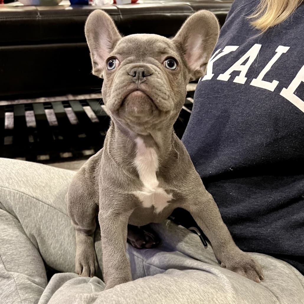 Frenchies for sale near me | Top Genetics | French Bulldog puppies