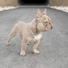Isabella French Bulldog for sale