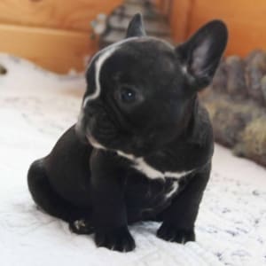 black French Bulldog