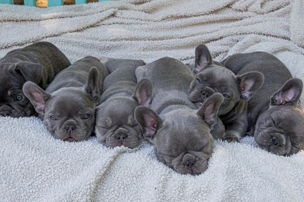Blue French Bulldog Puppies
