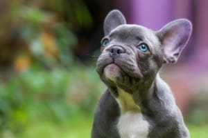 Blue Frenchie for sale