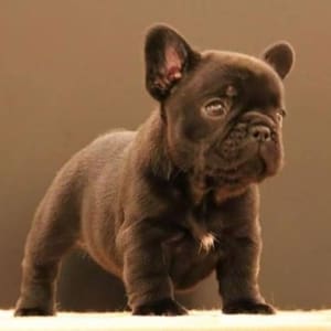 Chocolate French Bulldog puppies for sale