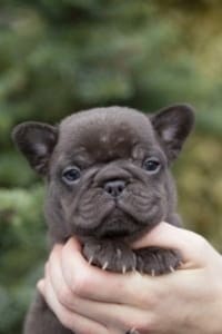 Chocolate French Bulldog puppy