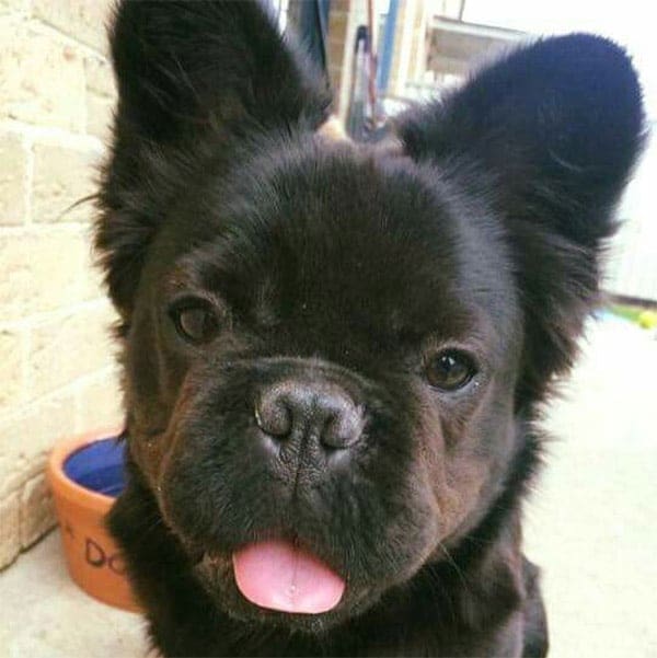 Fluffy French Bulldog price | Fluffy frenchie price for puppies