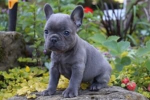 blue Frenchie puppies