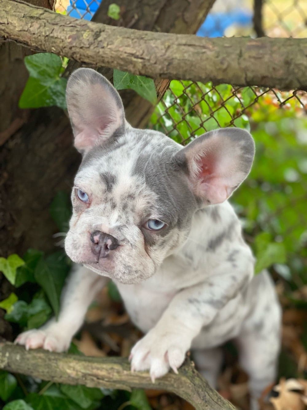 French Bulldogs for sale near me Quality Frenchies for sale US