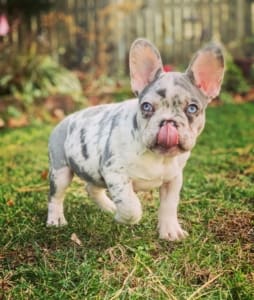how much does a French bulldog cost?
