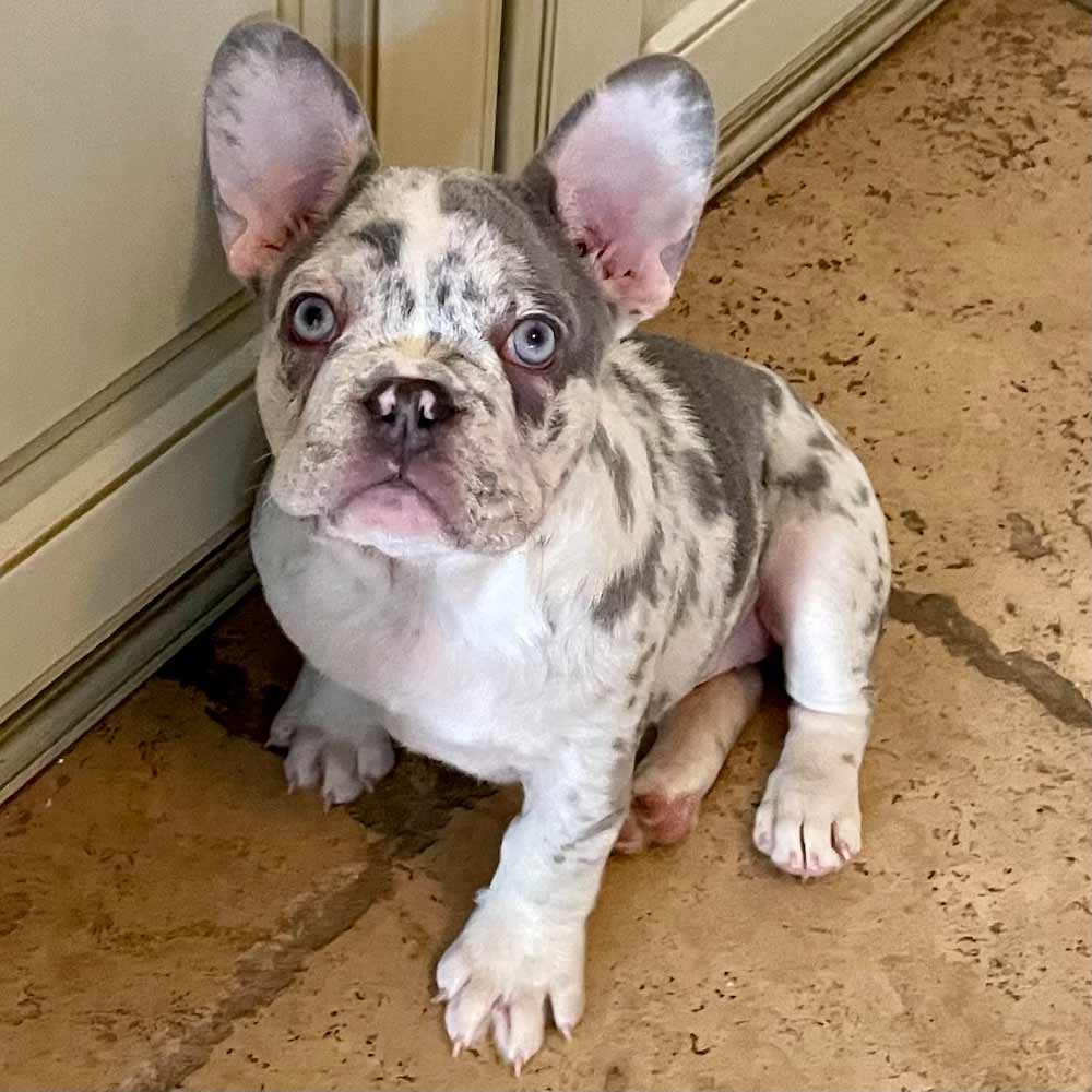 Lilac Merle French Bulldog for sale