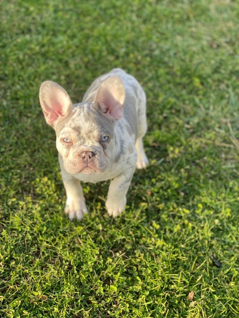 Lilac Merle Frenchie for sale