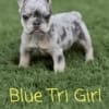 tri color blue merle french bulldog puppy