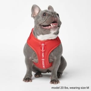 Frenchie harness cheap