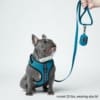 Frenchie harness