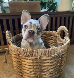 Merle Frenchies for sale
